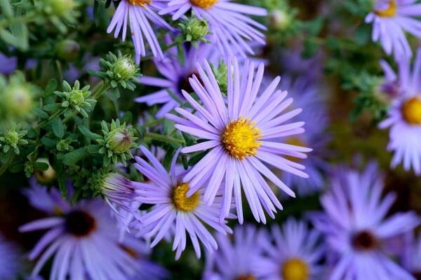 closeup of purple blue aster flowers with yellow centers against green stems, buds, and leaves