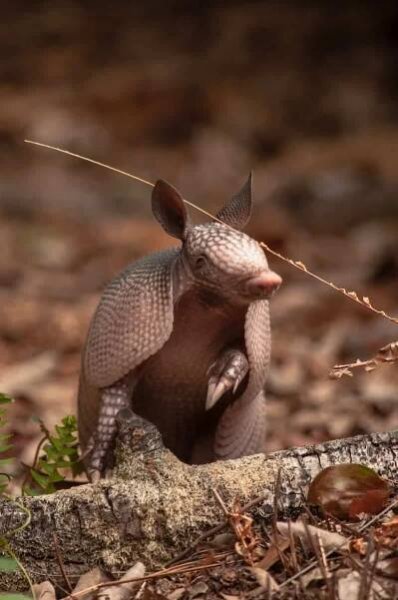 Pásovec vs Pangolin: Rozdíl a srovnání