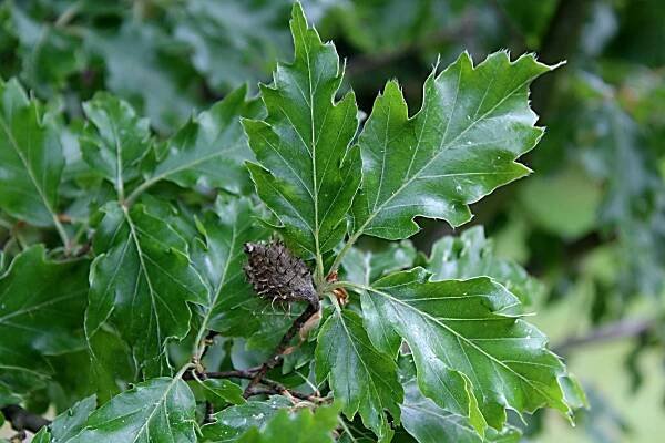 Fagus sylvatica ´Qurcifolia´ - buk lesní - plod a líc listů 