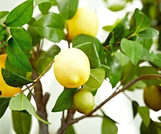 Ripe lemons growing on a lemon tree indoors