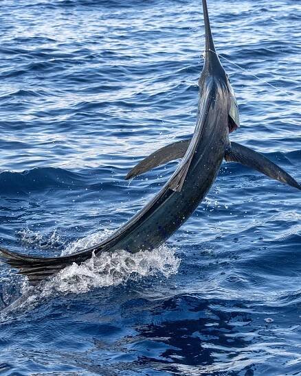 WyRica Adventures: Exclusive Luxury Rentals & Charter Boats in Manuel Antonio, Costa Rica
