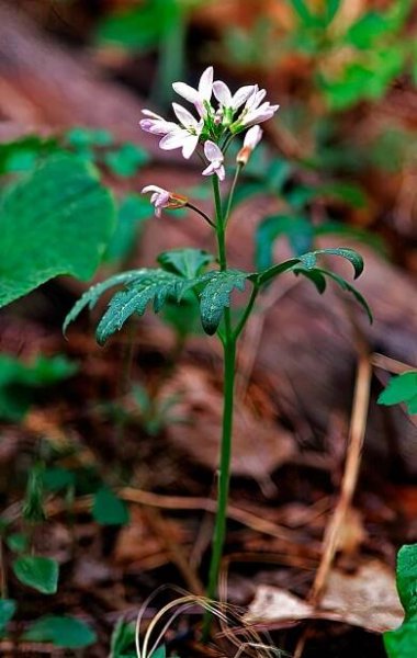 East Coast wildflowers
