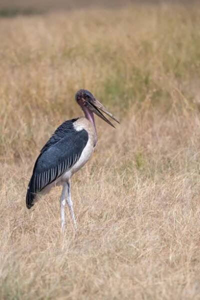 čáp marabu se savanou v pozadí na pláních serengeti vertikální pohled – tanzanie - marabu africký - stock snímky, obrázky a fotky