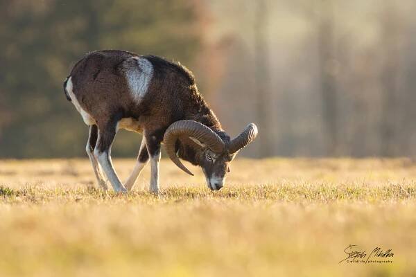 Sudokopytníci turovití | Štěpán Mikulka | Wildlife fotograf