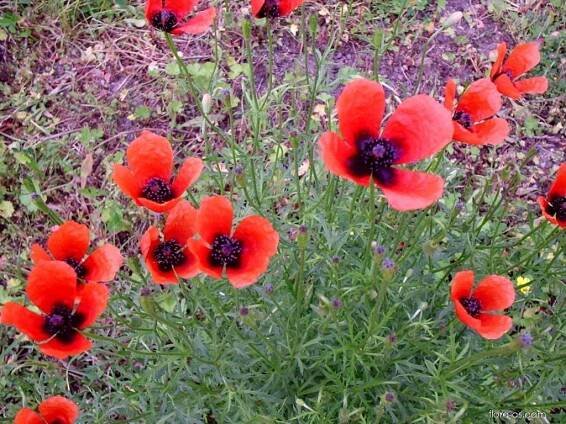 Mák polní (Papaver argemone)
