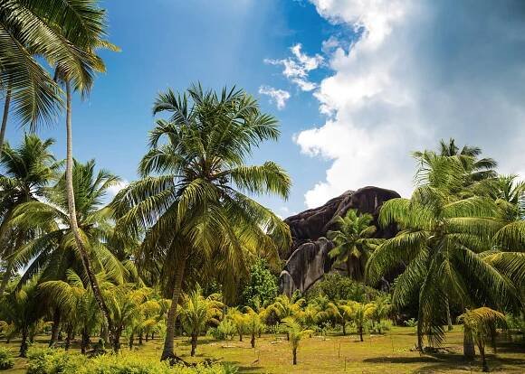 Seychelle Luxury Yacht Charter - Palm Grove In Coconut Plantation L'union Estate On La Digue