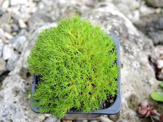 Scleranthus uniflorus