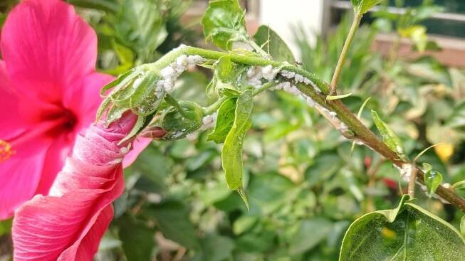 A close-up shot of a stem of a flower infested with small insect pests in a well lit area outdoors