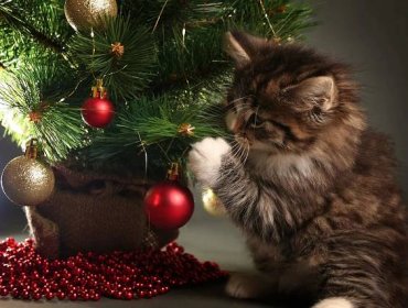 Vánoční kočka — Stock obrázek