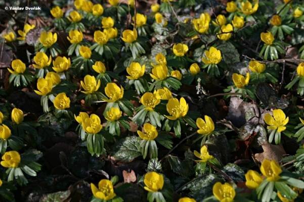 Eranthis hyemalis - talovín zimní | Ranunculaceae - pryskyřníkovité | Natura Bohemica