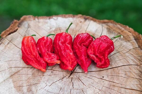 7 Pot Barrackpore | Chilli semena | Chilli semena | Chilli semínka | Chilli omáčky | GOROL CHILLI