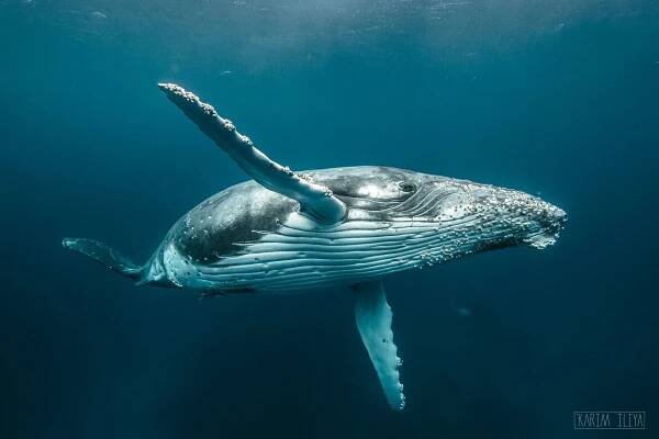 Contact Us | Start Your Whale Swim Adventure — DANCE WITH WHALES