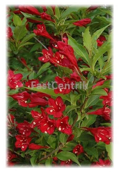 Weigelia hybrida Red Prince