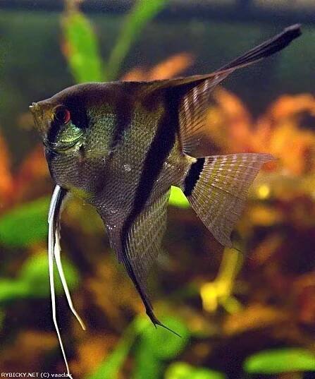 Pterophyllum scalare | © Kawasaki
