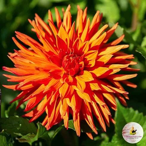 orange dahlia autumn orange