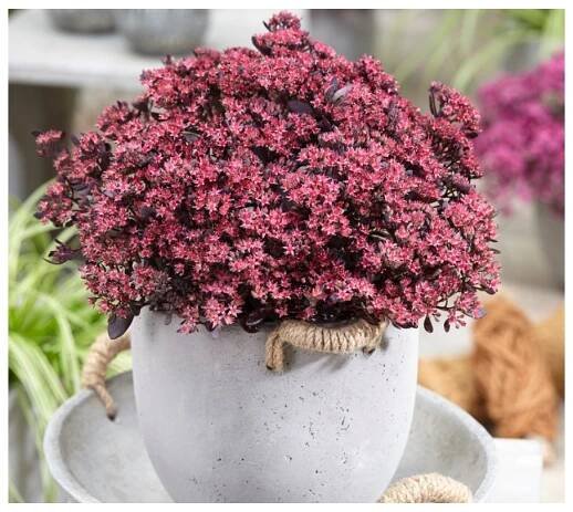 Sedum cauticola Sunsparkler PLUM DAZZLED - rozchodník