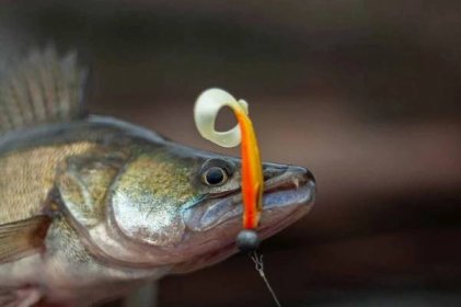 Pravidla lovu dravých ryb na ÚN Nechranice (bližší informace) - ČRS Ústí nad Labem