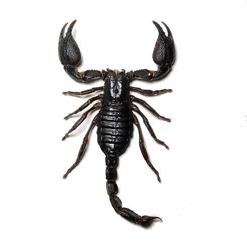 The Scorpion Files - Picture gallery (Scorpion pictures)