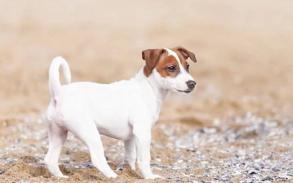 Jack Russell teriér - popis plemene a charakteru psa