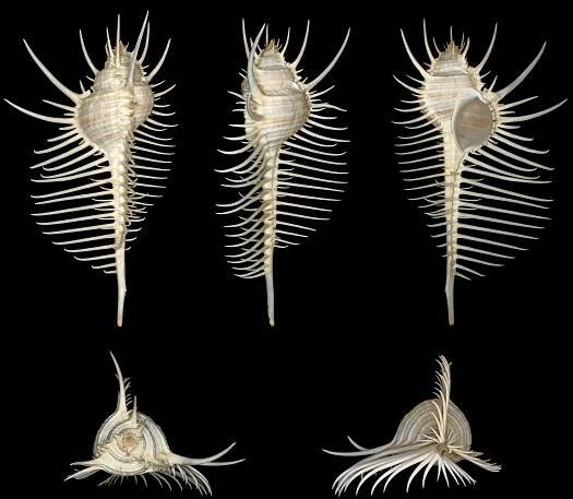 File:Murex pecten 001.JPG