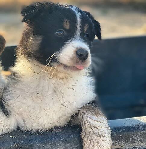 Finn