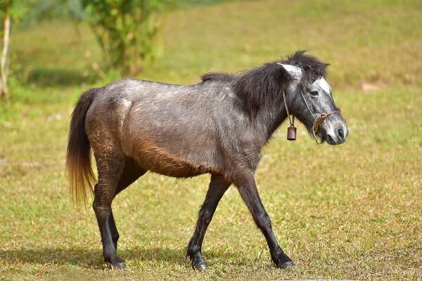 What Is A Hinny?