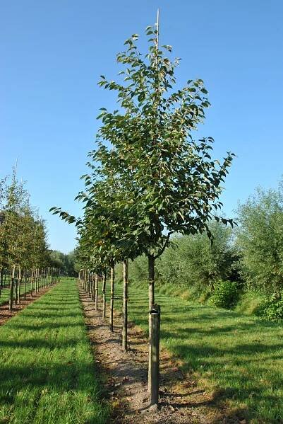 Malus yunnanensis var. veitchii | Malus yunnanensis var. veitchii - Van den Berk školky
