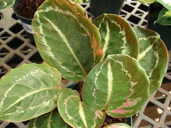 hojas de Calathea medallion