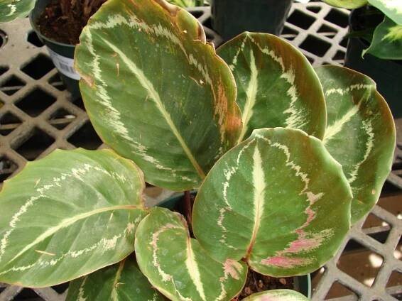 hojas de calathea medallion