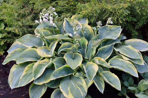How to Stop Deer from Eating Your Hostas