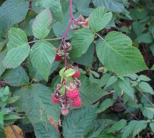 Raspberry Leaf.jpeg