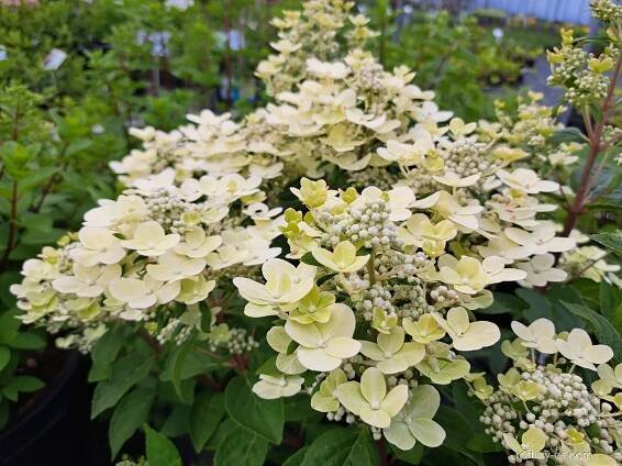 Hortenzie latnatá Polestar (Hydrangea paniculata)