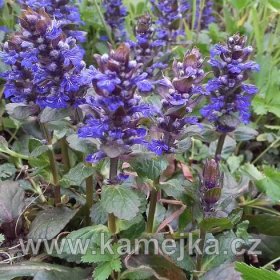 AJUGA REPTANS - Zběhovec plazivý - varieta s tmavě purpurovými listy