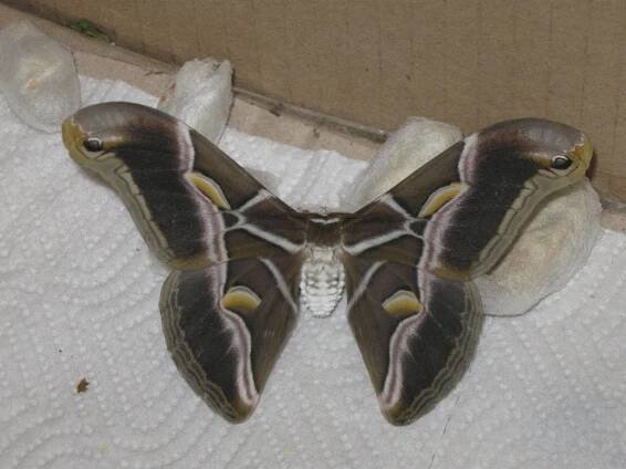 Samia Cynthia Ricini Moth on White Blanket