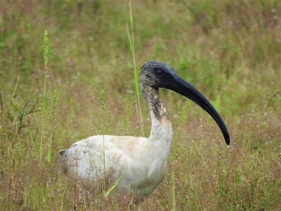 70+ nejlepších fotografií na téma Threskiornis Molucca · 100% bezplatné stažení · Základové fotografie Pexels