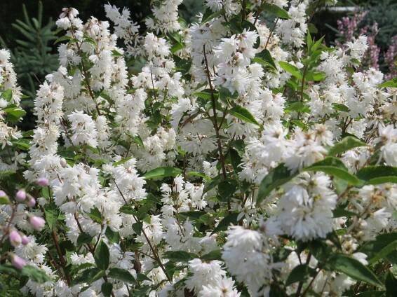 Deutzia scabra Candidissima | Listnaté dřeviny |Zahradnictví Franc 