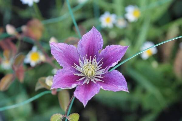 Proč Clematis nekvetou: Kdo za to může a co dělat - Rambler/News