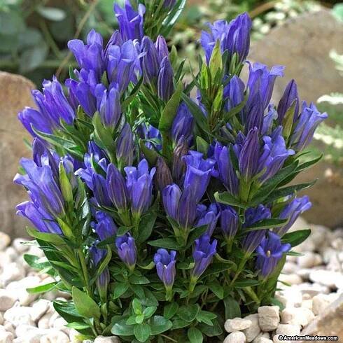 Gentiana scabra 'Blue Heart' - Obrázek 2