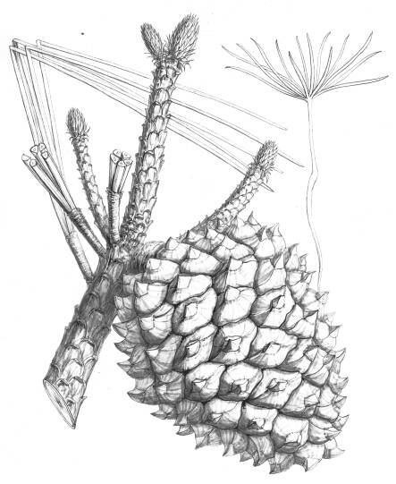 Illustration of Pinus torreyana by Charles Faxon
