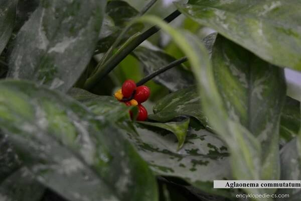 Aglaonema commutatum (Aglaonema commutatum)