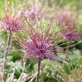 Česnek Schubertii – Allium Schubertii – česneky – cibule – pěstování