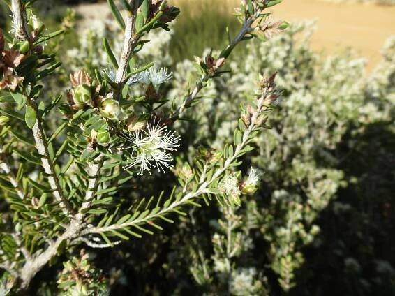 Melaleuca ordinifolia