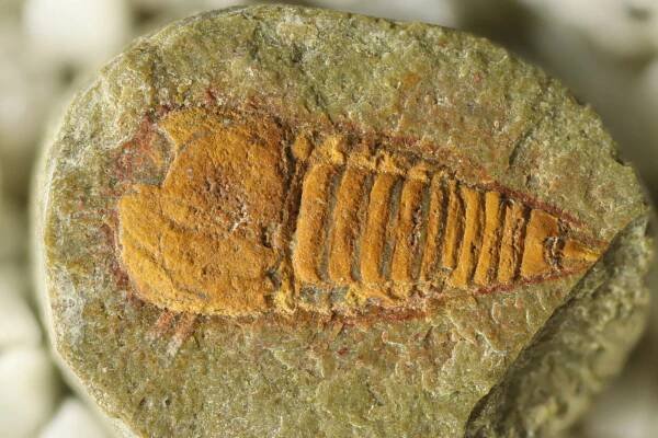 Fossil reveals the first ancestors of scorpions and spiders