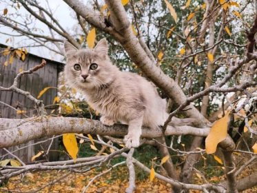 Siberian Cats | Price, Breed Profile ❤️ Monthly Cost, Care 4