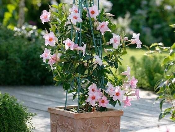 dipladenia sundaville