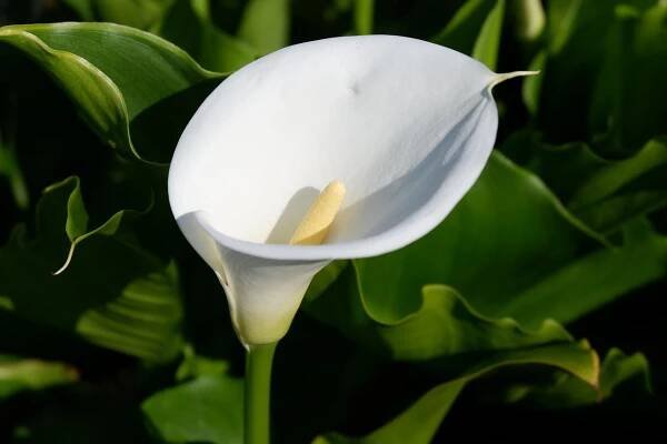 Rostou kala na Floridě dobře? Vše, co potřebujete vědět