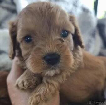 Cavapoo