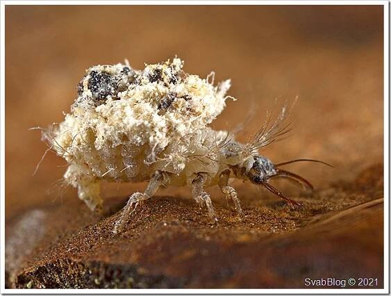 Zlatoočko Chrysotropia ciliata