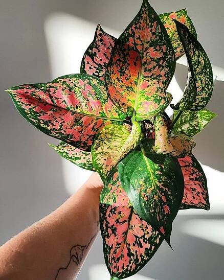 Aglaonema commutatum Schott