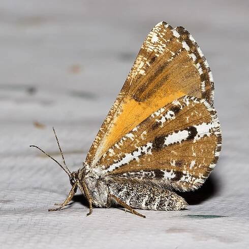 Soubor:Bupalus.piniaria.7513.jpg – Wikipedie
